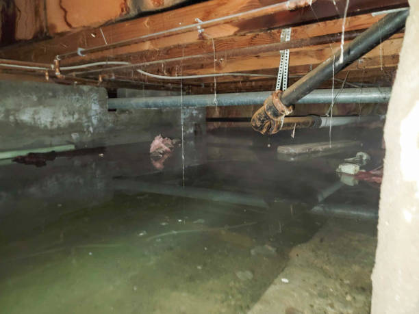 Best Mold removal after water damage  in Tazewell, VA