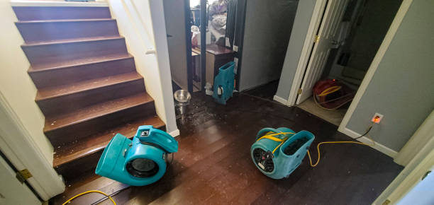 Best Mold removal after water damage  in Tazewell, VA