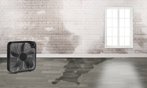 Best Basement water damage restoration  in Tazewell, VA